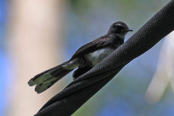 Spotted Fantail